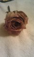 /album/photo-gallery-homepage/pink-wheathered-rose-jpg/